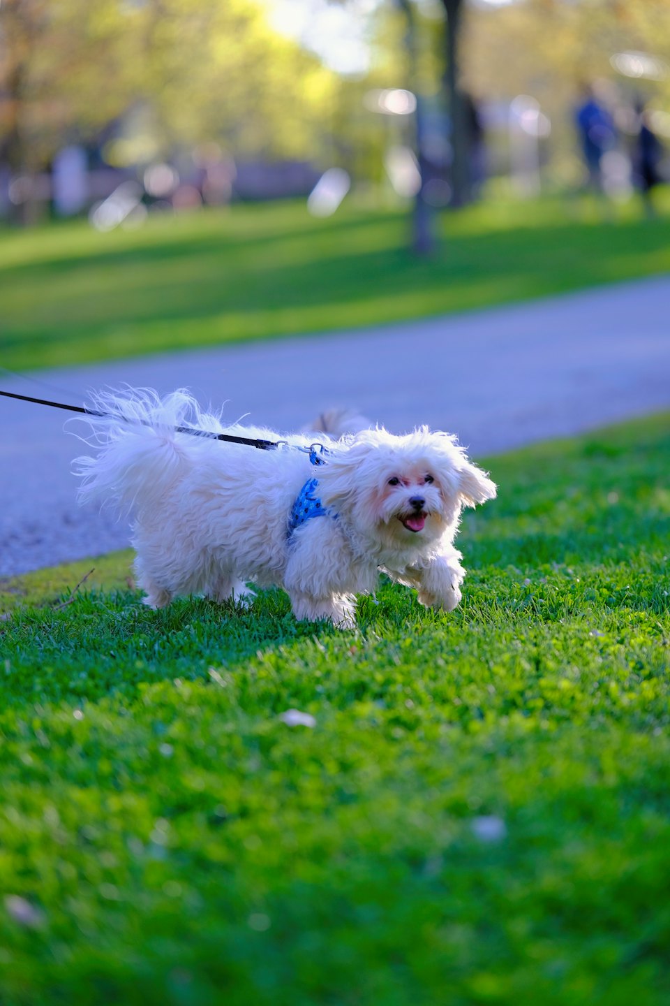 Fluffiger weißer Hund im blauen Geschirr rennt durch Gras.