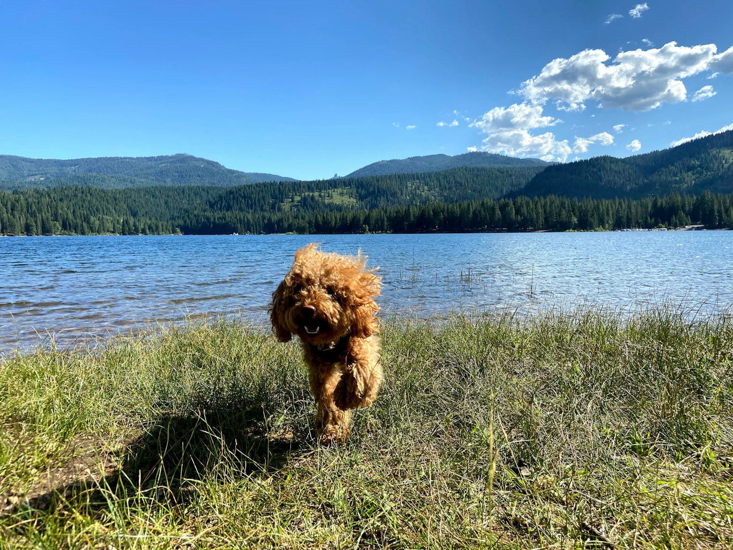 Lockiger brauner Hund rennt durch hohes Gras am See.