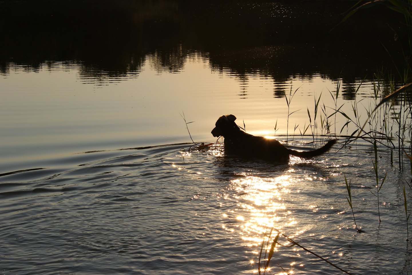 Ein Hund steht im flachen Wasser eines Sees in der Nähe von hohem Schilf.