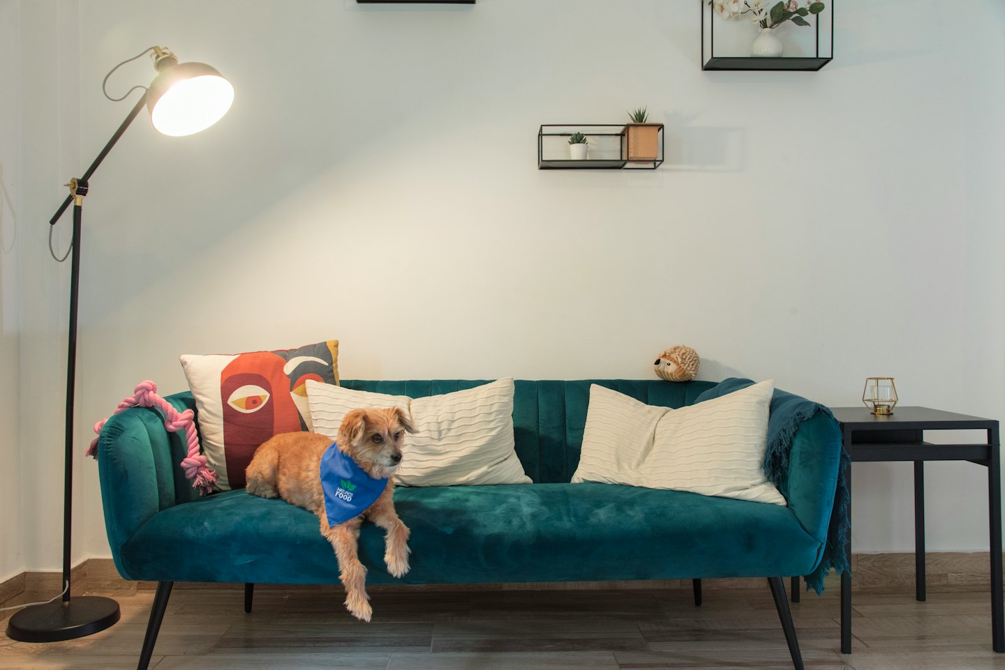 Zotteliger, hellbrauner Hund mit blauer Halsbinde auf einem türkisfarbenen Sofa.