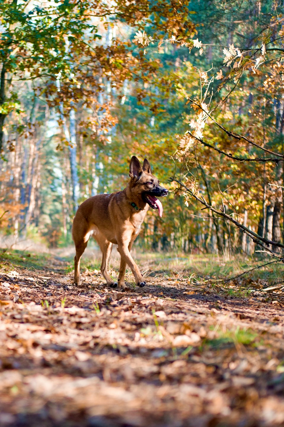 Ein Deutscher Schäferhund mit einem grünen Halsband geht einen Waldweg entlang.