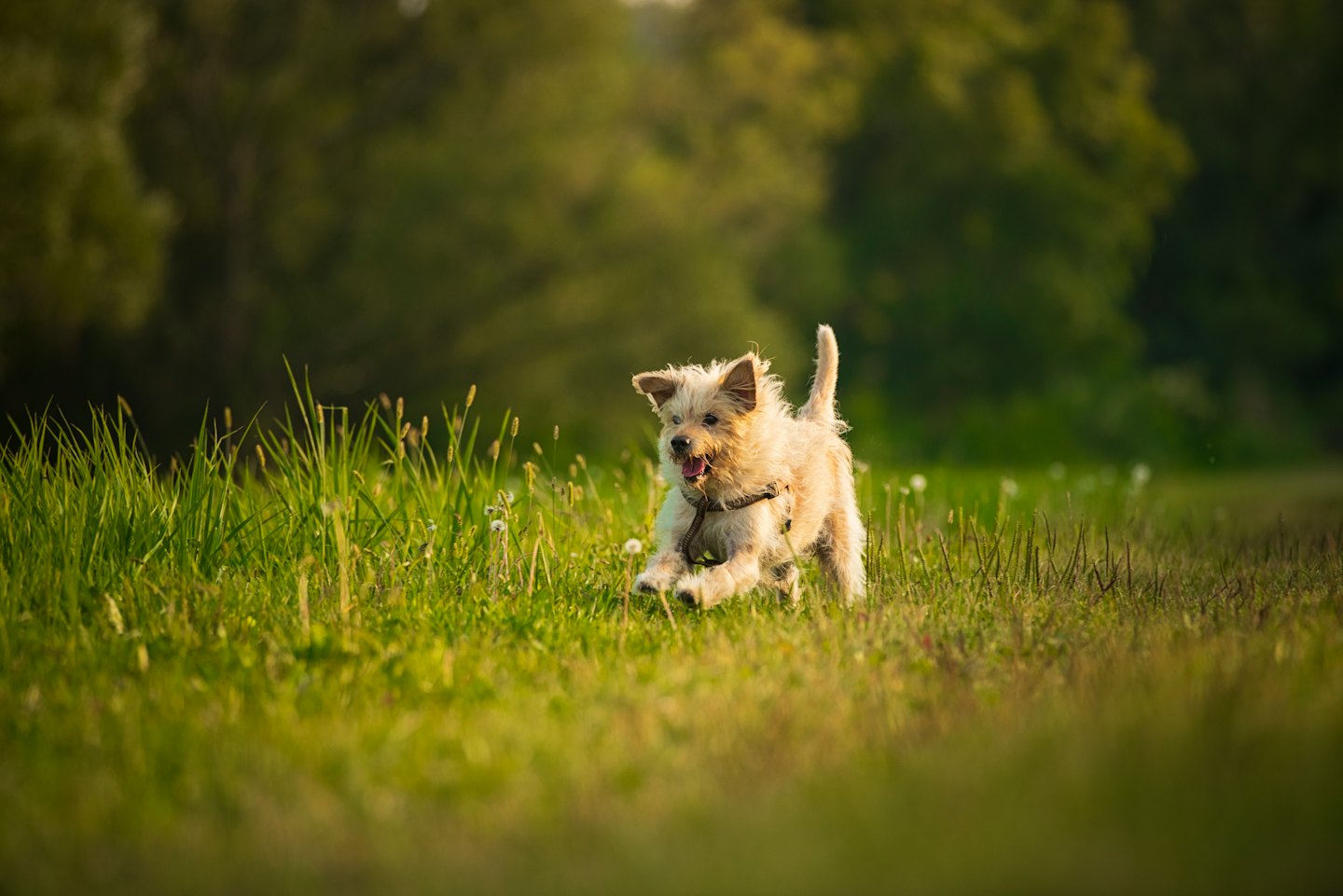 Ein zotteliger Hund rennt freudig über eine grüne Wiese.