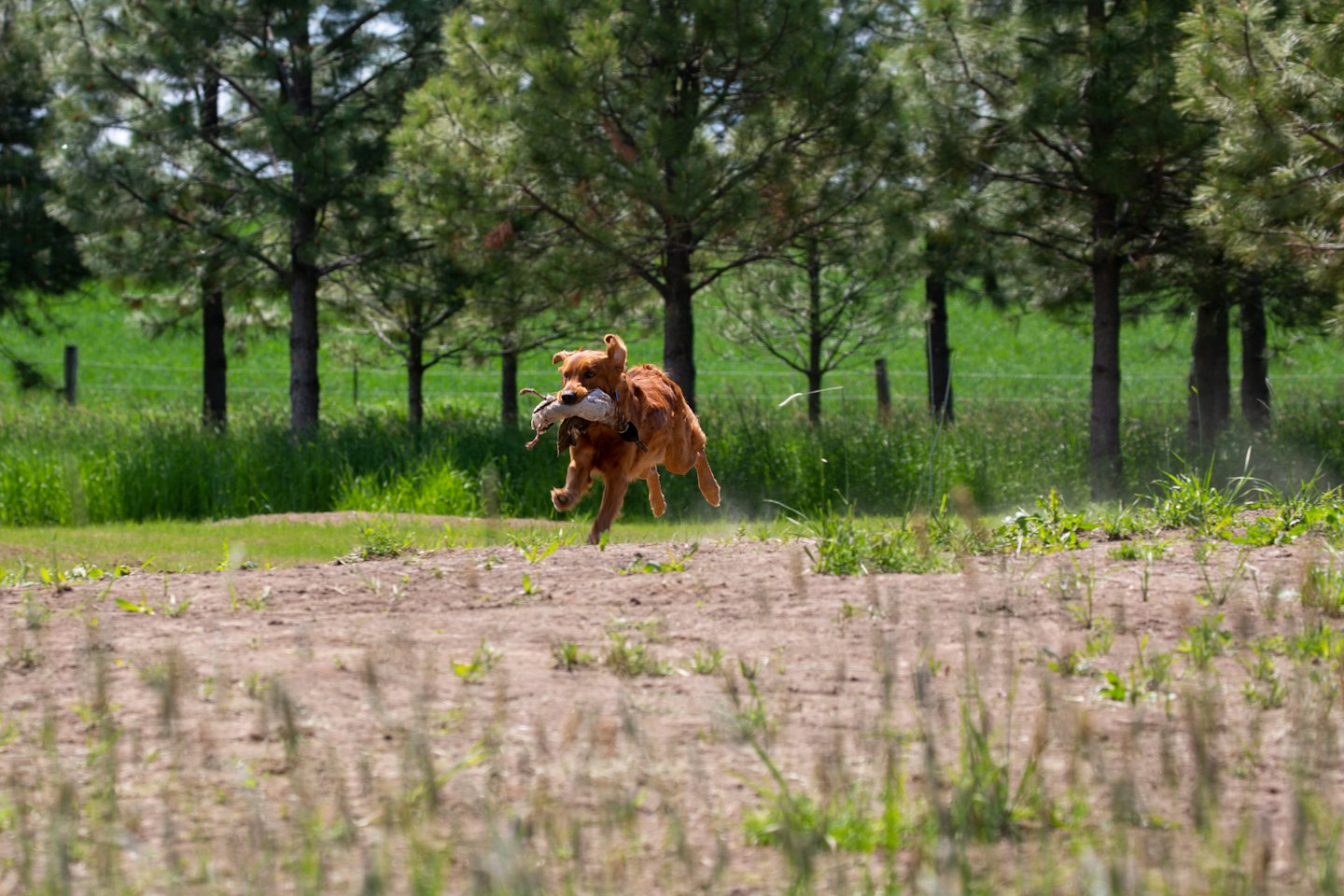 Ein Golden Retriever springt mit einem Trainingsdummy über ein Feld.