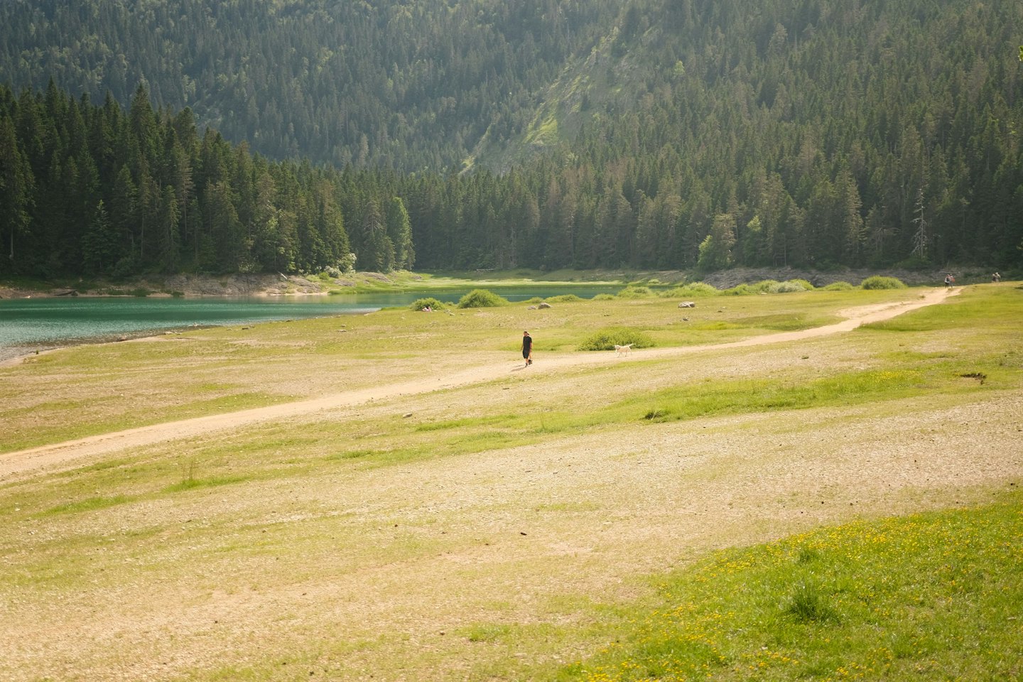 Eine Person geht mit einem weißen Hund auf einem grasbewachsenen Weg spazieren.