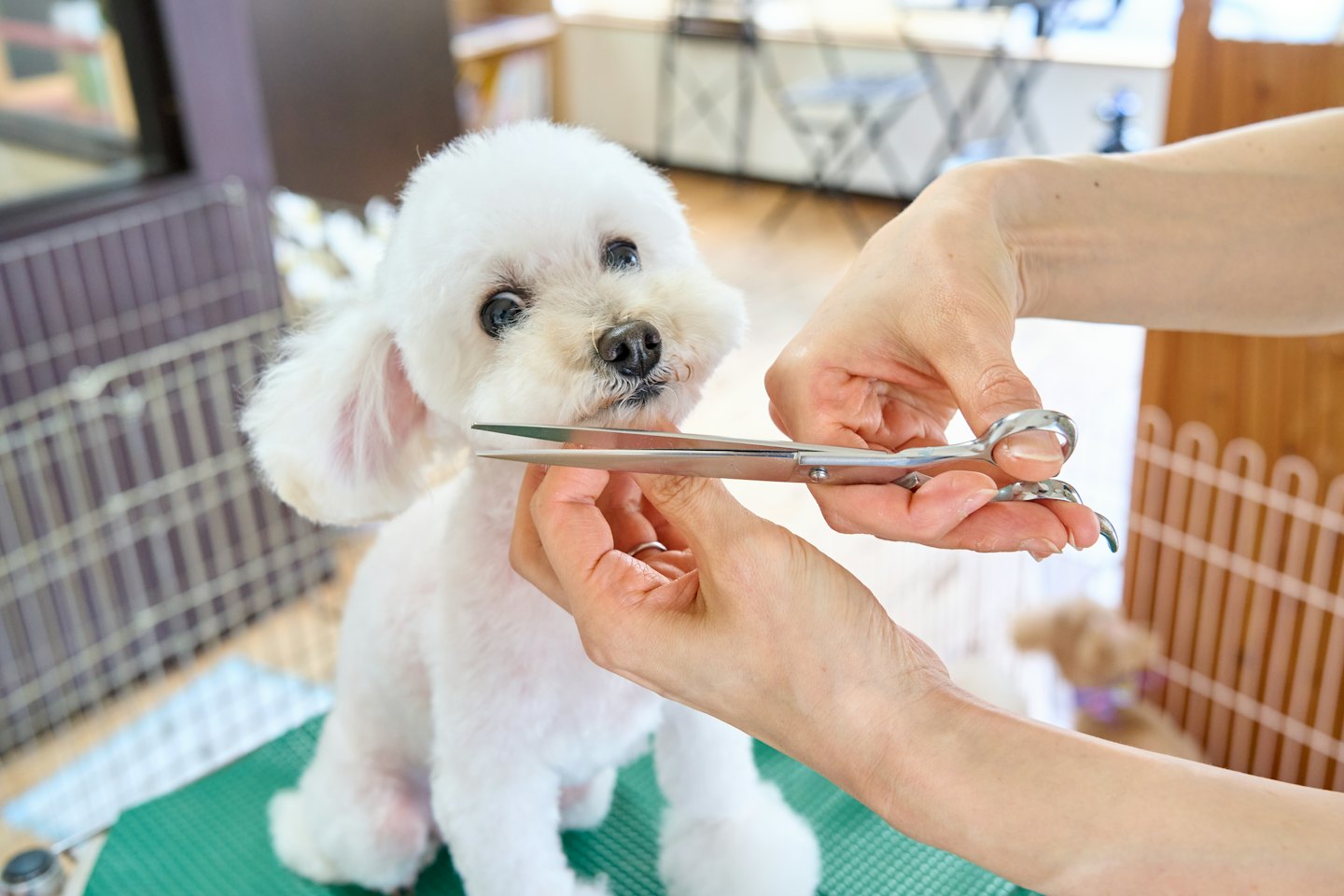 Ein professioneller Hundefriseur schneidet sorgfältig einen weißen Pudel mit einer Schere.
