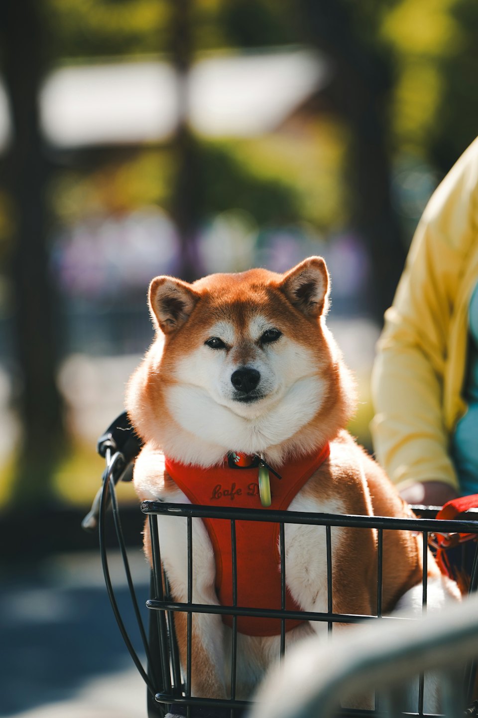 Ein rot-weißer Shiba Inu sitzt in einem Fahrradkorb.