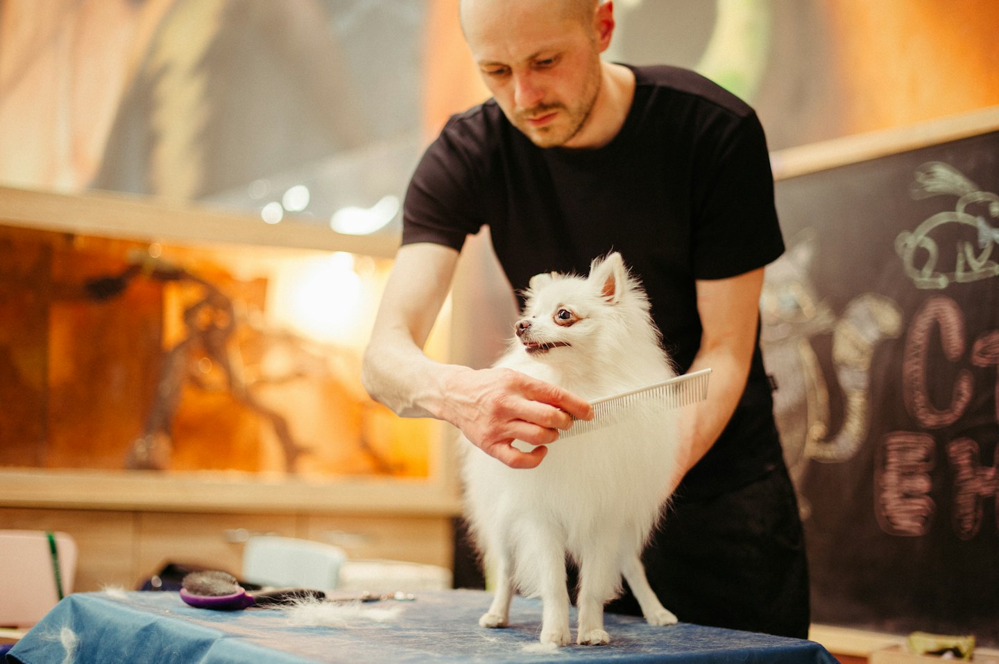 Ein Hundefriseur kämmt einen flauschigen weißen Hund auf einem Pflegetisch.
