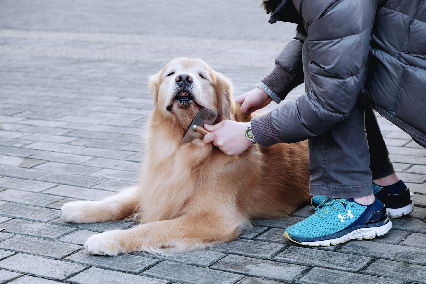 Eine Person bürstet einen Golden Retriever auf einer Ziegelsteinveranda.