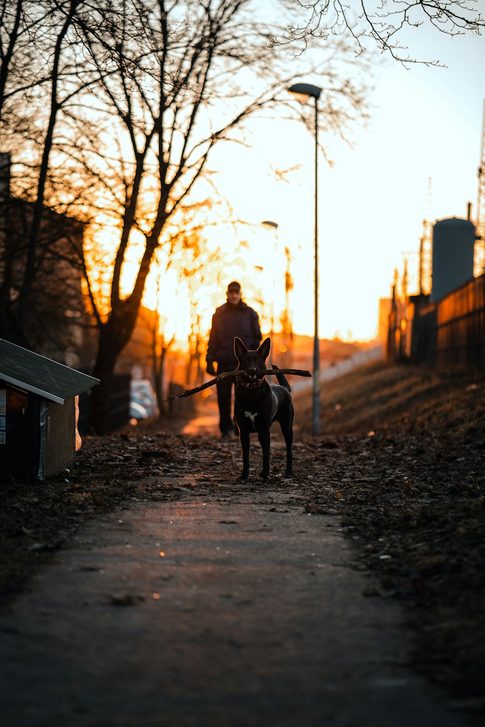 Schwarzer und weißer Hund trägt einen Stock auf einem herbstlichen Weg.