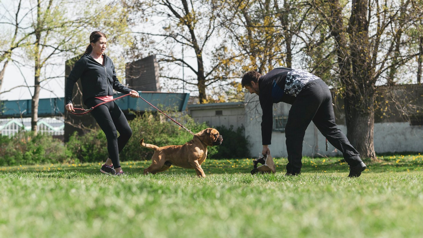 Zwei Personen trainieren einen Mastiff auf einem Feld.