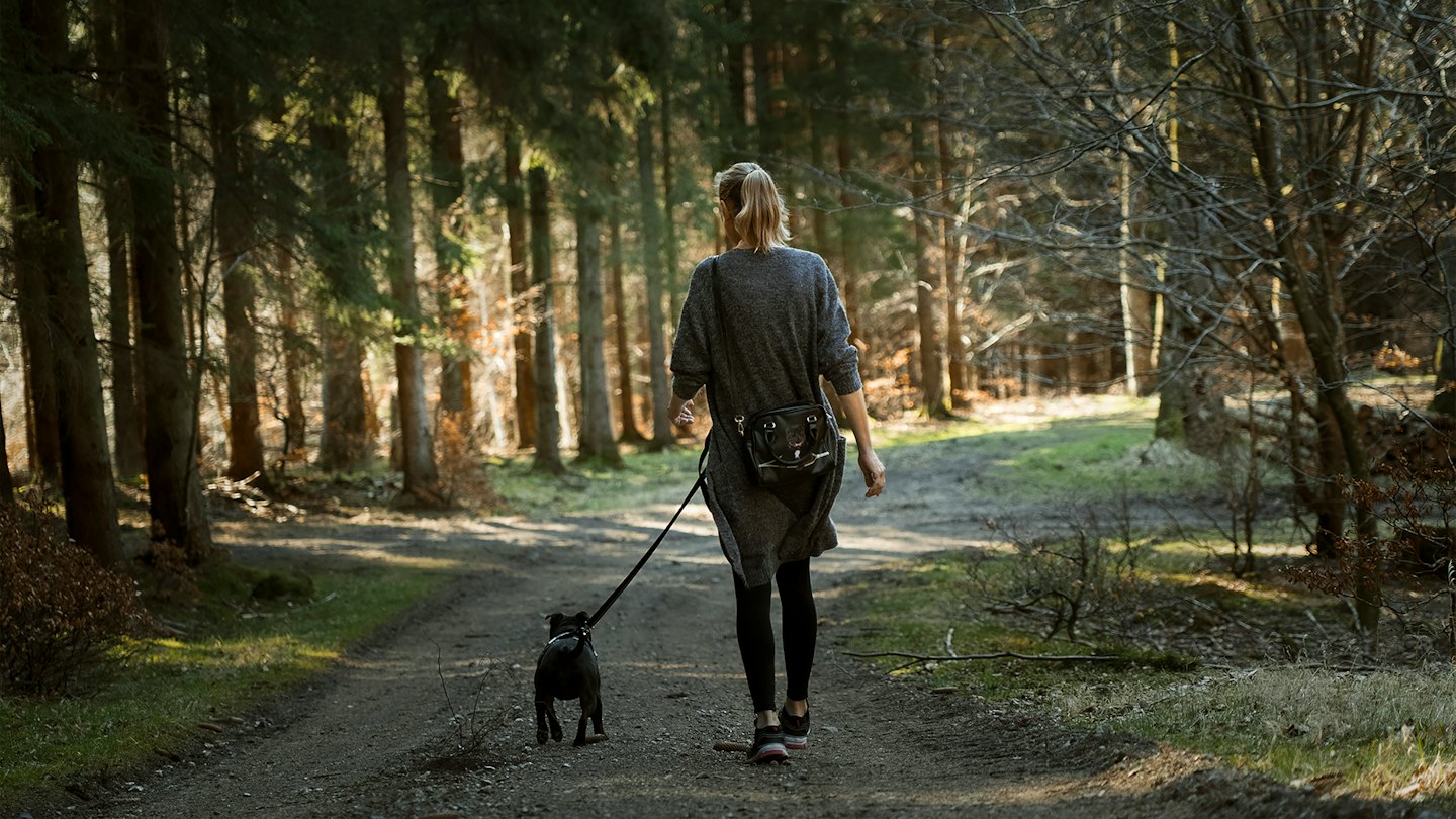 Person geht mit schwarzem Hund auf Waldweg spazieren.