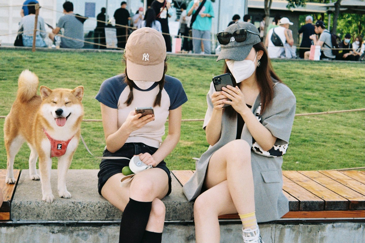 Zwei Frauen mit einem Hund sitzen auf einer Parkbank und benutzen Smartphones.