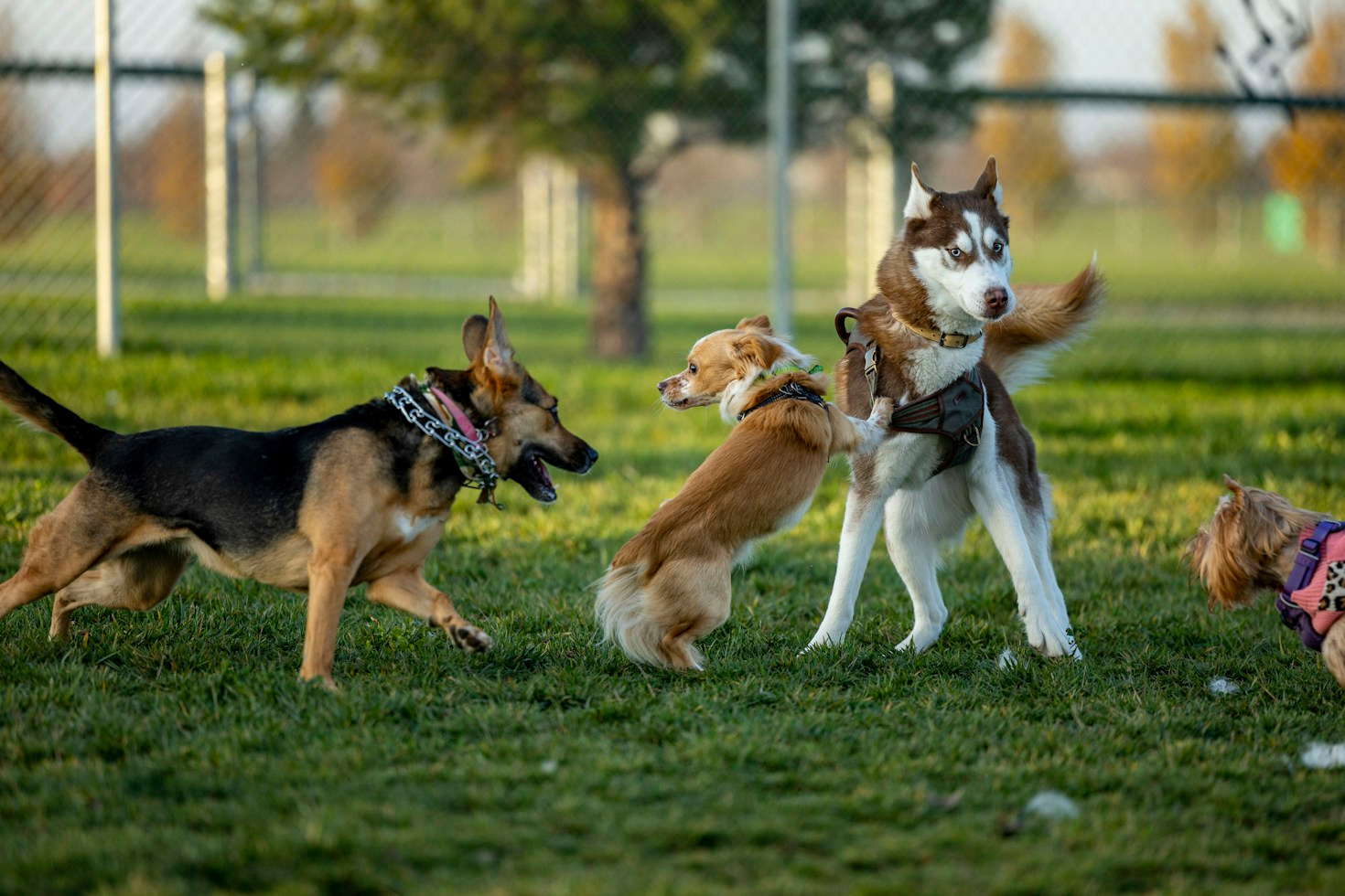 Die besten hundefreundlichen Wanderrouten rund um den Bodensee