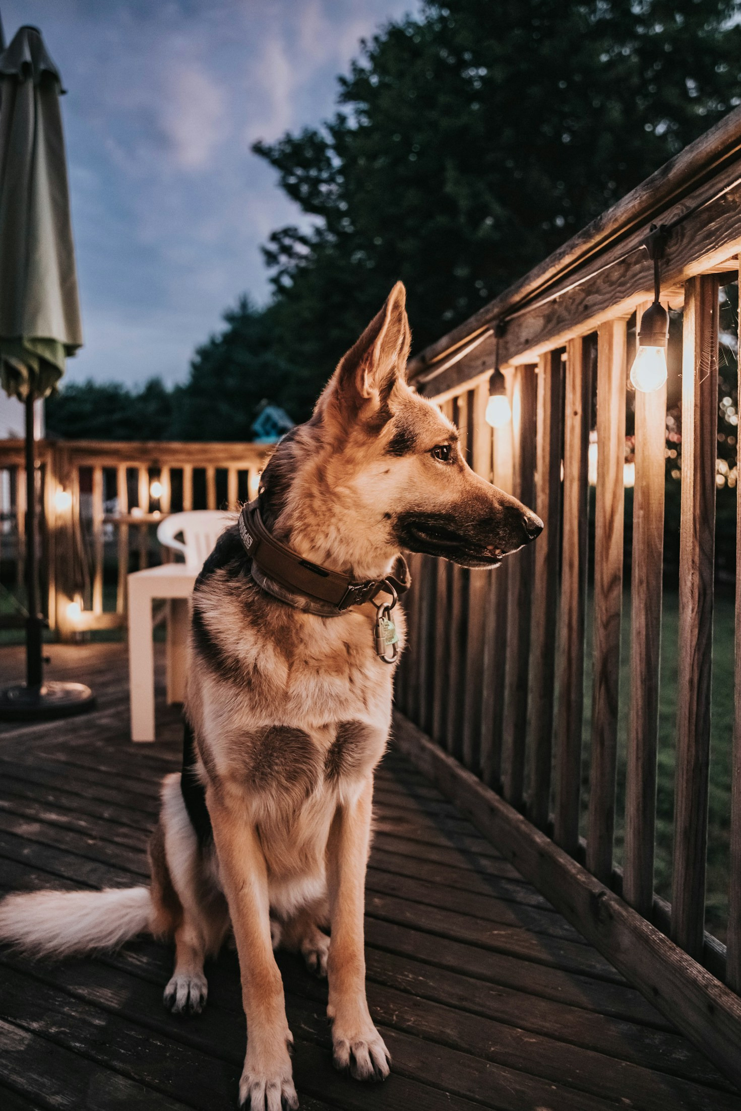 Erstaustattung für den Welpen: Was dein Hund wirklich braucht